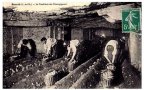 Produzione funghi sotterranei parigi