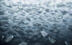 Animal migration photography 141