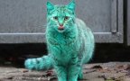 Gatto verde bulgaria