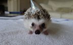 L Party hat hedgehog 500x375c