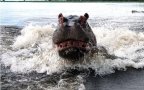 Hippo Attacks Boat 3071856k