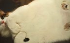 Gatto