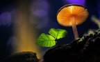 Mushrooms martin pfister