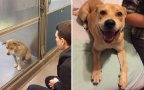 Pet adoption before and after 3