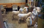 TN Sheep with Sheep Toys