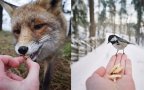 Animali