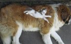 Cute cats sleeping on dogs 4
