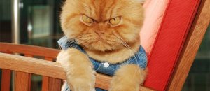 Death stare1