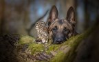 Ingo else dog owl friendship tanja brandt