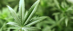 Marijuana