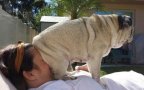 Naughty dog sitting on owners face1
