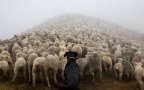 Working dog photography shepherds realm andrew fladeboe