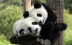 Ws pandas in love 1920x1200