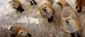Zao fox village japan