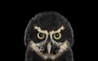 THE SURREAL BEAUTY OF OWLS3