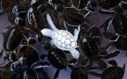 Albino animals 3 2