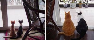 Before and after growing up cats 33