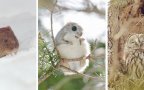 Cute animals hokkaido ezo japan