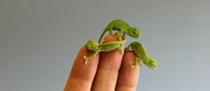 Cute baby chameleons hatch taronga zoo sydney