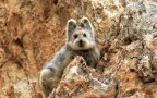 Rare endangered animal teddy bear magic rabbit ili pika china