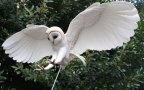 Bird new