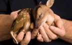 Cute baby animals palms hands 21
