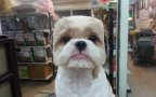 Square round dog haircut taiwan