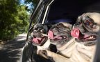 Dogs on joyrides 32