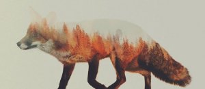 Double exposure animal photography andreas lie 7