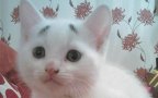 Gatto