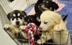 Puppy room stressed out students university of lancashire