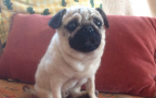 Queste repliche di cani veri fatte col feltro fanno un po’ impressione