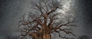 Ancient oldest trees starlight photography beth moon