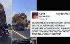 Dinosauri