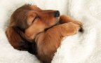 Dog sleeping bed funny 104