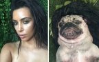Questo carlino ricrea le foto sexy di Kim Kardashian