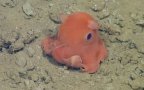 Octopus adorabilis pacman ghost coverimage