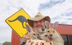 Good guy has saved 28 orphan baby kangaroos after their moms were killed by cars54 650x433