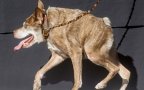 Worlds Ugliest Dog 2015 Noah Berger