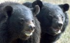 Asian black bears 20150702 105046