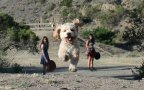 Cani giganti