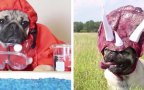 Doug, il famoso carlino che interpreta le parodie delle serie tv e dei film