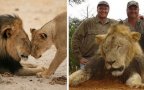 Cecil lion illegal hunting internet backlash walter palmer zimbabwe fb