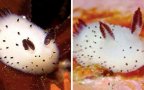 Cute bunny sea slug jorunna parva fb3