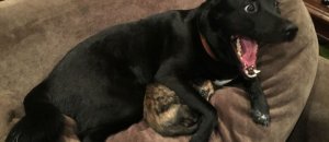 Dog protecting cat internet meme
