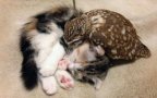 Kitten owl best friends fuku marimo hukulou coffee japan fb