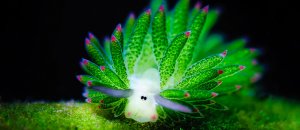 Leaf sheep sea slug costasiella kuroshimae