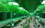 Marijuana 269851 1280stretta