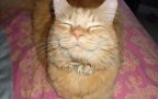 Smiling cat 1