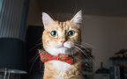 Emotions Portrayed by Cats2